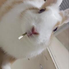 ミニウサギの里親募集