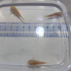 コリドラス ｱｴﾈﾃｳｽｱﾙﾋﾞﾉ(白コリ)の画像