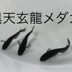 １５匹５００円　黑天幻龍(黒天幻龍)メダカ　めだか　稚魚　の画像