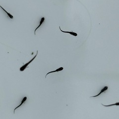 １５匹５００円　黑天幻龍(黒天幻龍)メダカ　めだか　稚魚　の画像