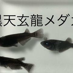 １５匹５００円　黑天幻龍(黒天幻龍)メダカ　めだか　稚魚　の画像
