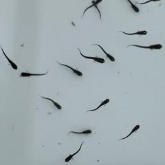 １５匹５００円　黑天幻龍(黒天幻龍)メダカ　めだか　稚魚　の画像