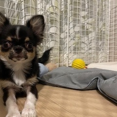 1歳の男の子