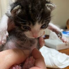 1か月未満の子猫です