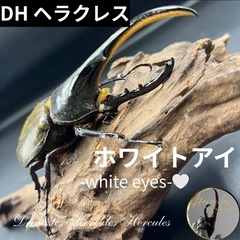 【ホワイトアイ】DHヘラクレス♂単120mm ※送料事前連絡にて...