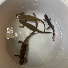 アカハライモリ４匹