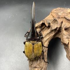 【ホワイトアイ】DHヘラクレス♂単140mm  ※送料事前連絡にて変更可 ※直接受け渡しに変更可の画像