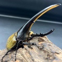 【ホワイトアイ】DHヘラクレス♂単140mm  ※送料事前連絡にて変更可 ※直接受け渡しに変更可の画像