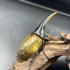 【ホワイトアイ】DHヘラクレス♂単140mm  ※送料事前連絡にて変更可 ※直接受け渡しに変更可の画像