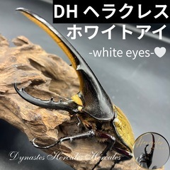 【ホワイトアイ】DHヘラクレス♂単140mm  ※送料事前連絡に...