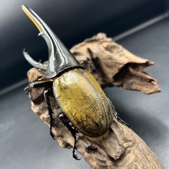 【ホワイトアイ】DHヘラクレス♂単140mm  ※送料事前連絡にて変更可 ※直接受け渡しに変更可の画像