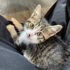 ☆2ヶ月半くらいの♀子猫ちゃん☆