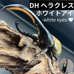 【ホワイトアイ】DHヘラクレス♂単145mm ※送料事前連絡にて...