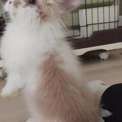 ライオンロップ 里親募集