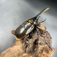 【レッドアイ】新成虫 DHヘラクレス♂単112mm ※送料事前連絡にて変更可 ※直接受け渡しに変更可の画像