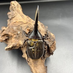 【レッドアイ】新成虫 DHヘラクレス♂単112mm ※送料事前連絡にて変更可 ※直接受け渡しに変更可の画像