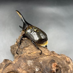 【レッドアイ】新成虫 DHヘラクレス♂単112mm ※送料事前連絡にて変更可 ※直接受け渡しに変更可の画像