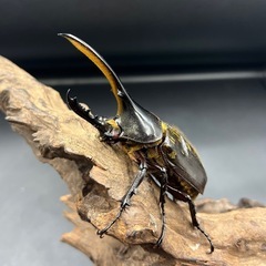 【レッドアイ】新成虫 DHヘラクレス♂単112mm ※送料事前連絡にて変更可 ※直接受け渡しに変更可の画像