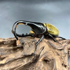 【レッドアイ】DHヘラクレス♂単113mm ※送料事前連絡にて変更可 ※直接受け渡しに変更可の画像