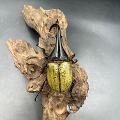 【レッドアイ】DHヘラクレス♂単113mm ※送料事前連絡にて変更可 ※直接受け渡しに変更可の画像