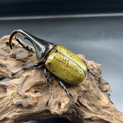 【レッドアイ】DHヘラクレス♂単113mm ※送料事前連絡にて変更可 ※直接受け渡しに変更可の画像