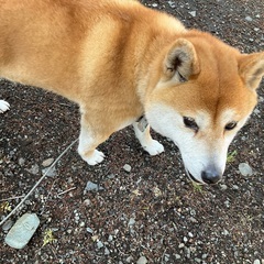 大人しい柴犬