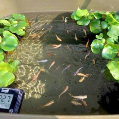 【めだか】ミックスめだか20匹+αホテイソウ産卵床付500円
