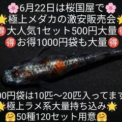 🌸はるいろめだか🌸桜国屋6月22日🌸極上メダカ🌸激安販売会🌸
