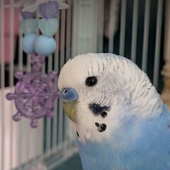 セキセイインコの里親募集