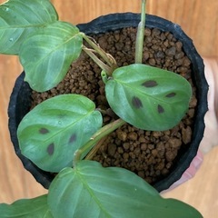 SALE★可愛い観葉植物！年中鮮やかな緑色！夜は眠るように葉を閉じます🎵カラテアマランタ！の画像