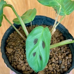 SALE★可愛い観葉植物！年中鮮やかな緑色！夜は眠るように葉を閉じます🎵カラテアマランタ！の画像