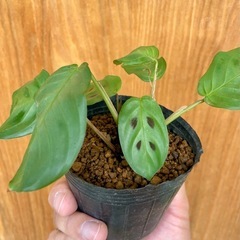 SALE★可愛い観葉植物！年中鮮やかな緑色！夜は眠るように葉を閉じます🎵カラテアマランタ！の画像