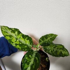 ⭐️値下げ⭐️アグラオネマ　ピクタム　トリカラーの画像