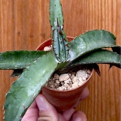 ①先着！Agave titanota ‘Blue’ アガベチタノ...
