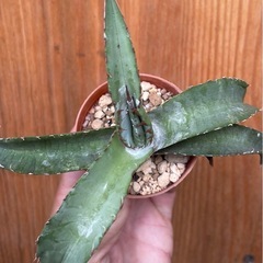 ①先着！Agave titanota ‘Blue’ アガベチタノタブルー　カッコいい！人気の観葉植物の画像