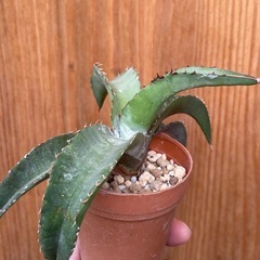 ①先着！Agave titanota ‘Blue’ アガベチタノタブルー　カッコいい！人気の観葉植物の画像