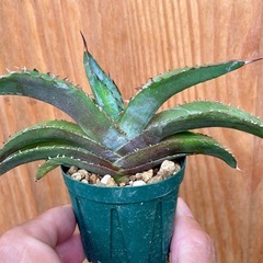 ②先着！Agave titanota ‘Blue’ アガベチタノタブルー　カッコいい！人気の観葉植物の画像