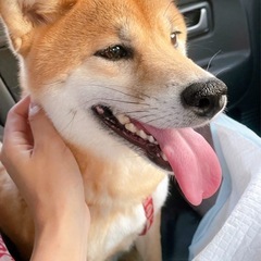 大切にしてくださる方を探しています