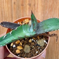 ③先着！Agave titanota ‘Blue’ アガベチタノタブルー　カッコいい！人気の観葉の画像