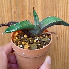 ③先着！Agave titanota ‘Blue’ アガベチタノタブルー　カッコいい！人気の観葉の画像