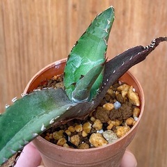 ③先着！Agave titanota ‘Blue’ アガベチタノタブルー　カッコいい！人気の観葉の画像