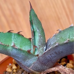 ③先着！Agave titanota ‘Blue’ アガベチタノ...