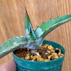 ④先着！Agave titanota ‘Blue’ アガベチタノ...