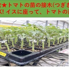 大量募集!!週3日～OK!!イスに座ってらくらく作業♪トマトの苗...