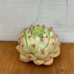 多肉植物　クィーンローズ　大苗　カット苗の画像
