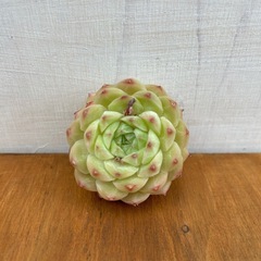 多肉植物　クィーンローズ　大苗　カット苗の画像
