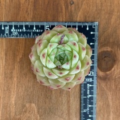 多肉植物　クィーンローズ　大苗　カット苗の画像