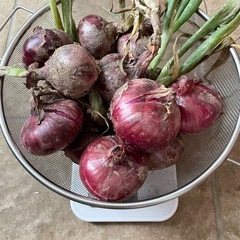 無農薬　赤玉ねぎ