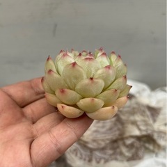 多肉植物　クィーンローズ　大苗　カット苗の画像