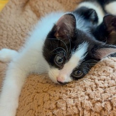 黒色ハチワレ 子猫 オス 里親募集中！